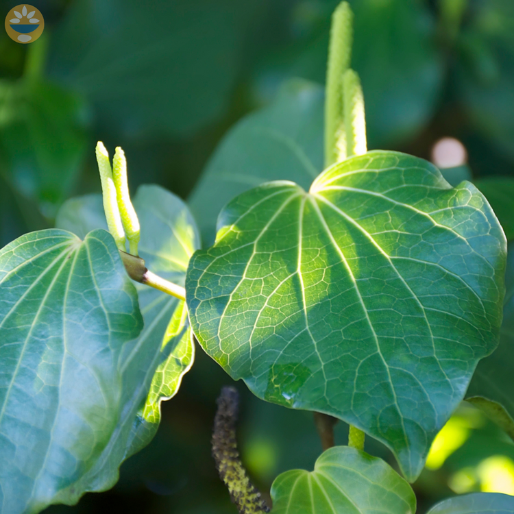 Kawakawa Collection