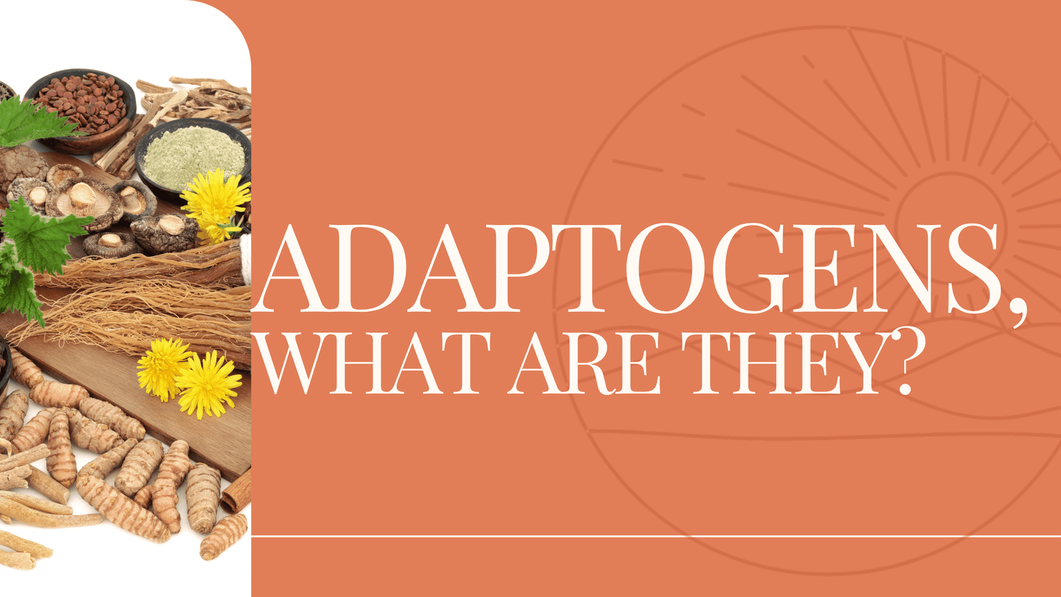 Adaptogens, what are they? – Botanic Balance